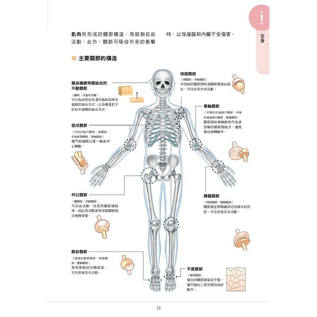 透視人體 解剖生理學