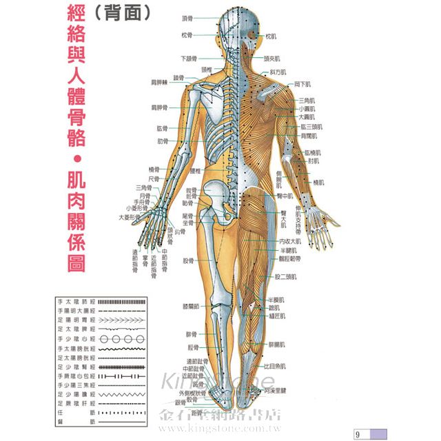 基礎穴道針灸指南