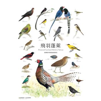 臺灣野生動物手繪海報（1套8張）