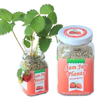 【迎光】Jam Jar Plants小植栽－迷你草莓