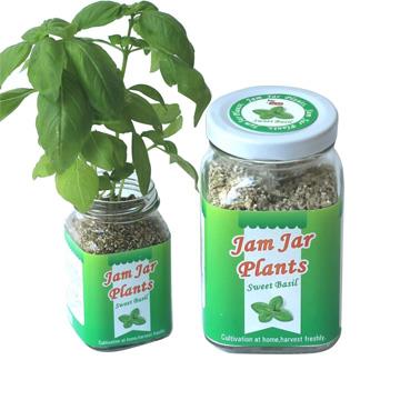 【迎光】Jam Jar Plants小植栽－甜羅勒