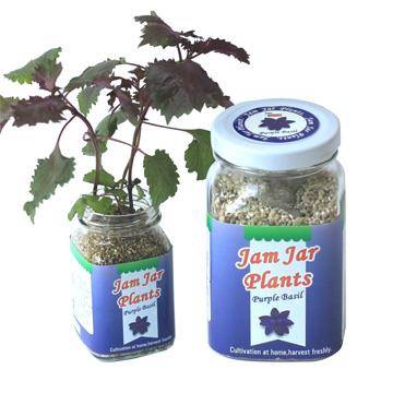 【迎光】Jam Jar Plants小植栽－紫蘇