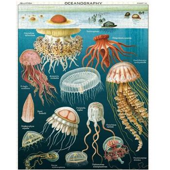 美國 Cavallini 1000片拼圖 水母 Jellyfish