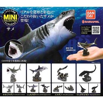 全套4款 生物大圖鑑 鯊魚篇 扭蛋 轉蛋 深海鯊魚 獵捕者 動物模型 BANDAI 萬代