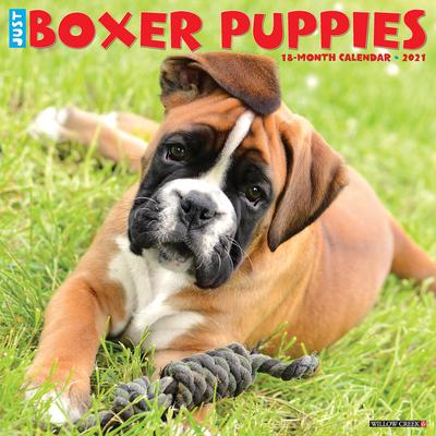 Just Boxer Puppies 2021 Wall Calendar （Dog Breed Calendar）