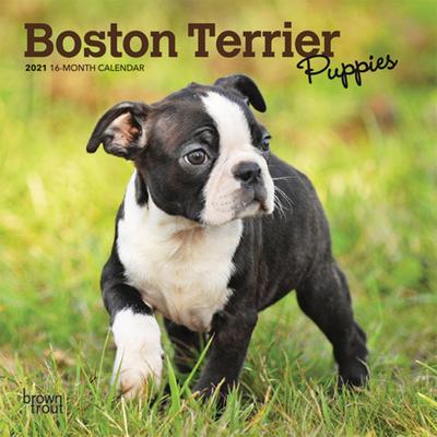 Boston Terrier Puppies 2021 Mini 7x7