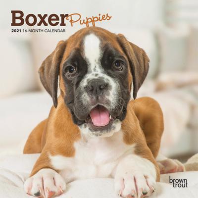 Boxer Puppies 2021 Mini 7x7