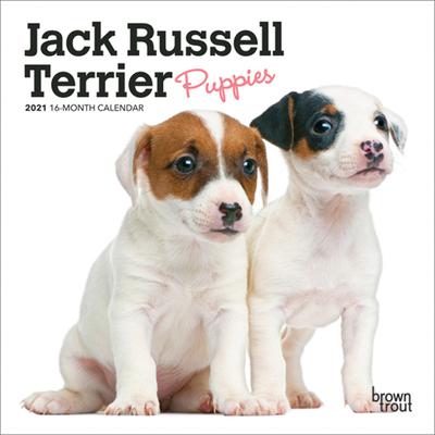 Jack Russell Terrier Puppies 2021 Mini 7x7