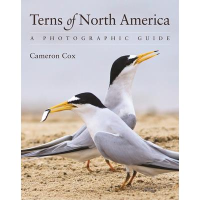 Terns of North America