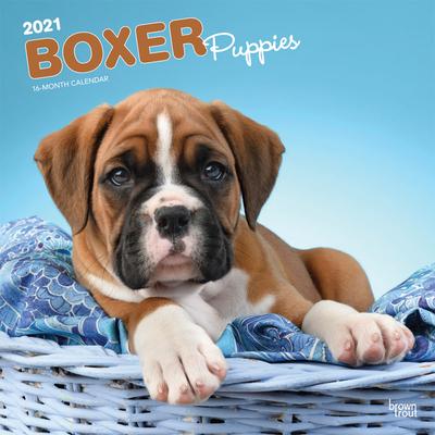 Boxer Puppies 2021 Square