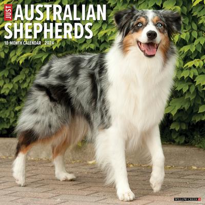 Just Australian Shepherds 2024 12 X 12 Wall Calendar