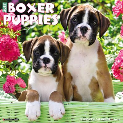 Just Boxer Puppies 2024 12 X 12 Wall Calendar | 拾書所