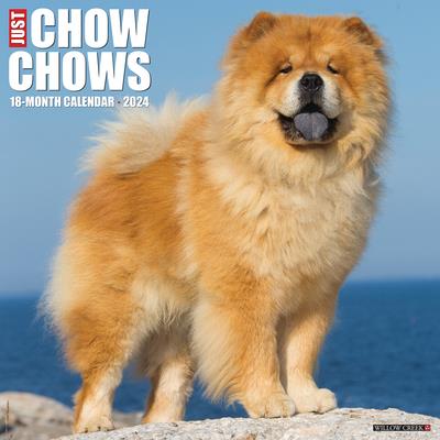 Just Chow Chows 2024 12 X 12 Wall Calendar | 拾書所