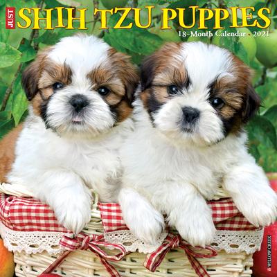 Just Shih Tzu Puppies 2021 Wall Calendar （Dog Breed Calendar）