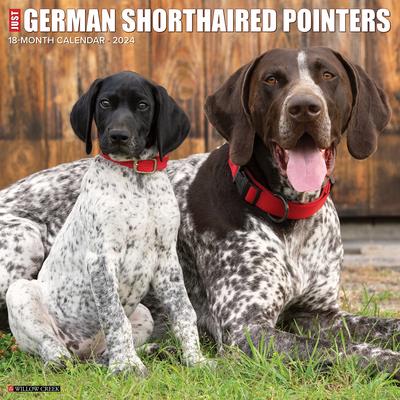 Just German Shorthaired Pointers 2024 12 X 12 Wall Calendar | 拾書所