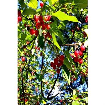 2020 Daily Planner Bright Red Berries Fall Branches 388 Pages