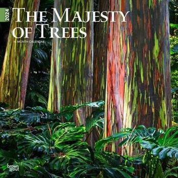 Majesty of Trees, the 2024 Square