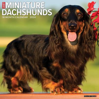 Just Miniature Dachshunds 2024 12 X 12 Wall Calendar | 拾書所