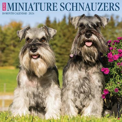 Just Miniature Schnauzers 2024 12 X 12 Wall Calendar | 拾書所