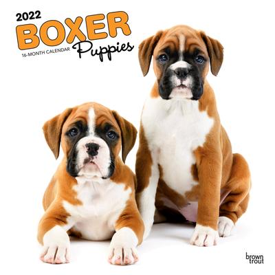 Boxer Puppies 2022 Square