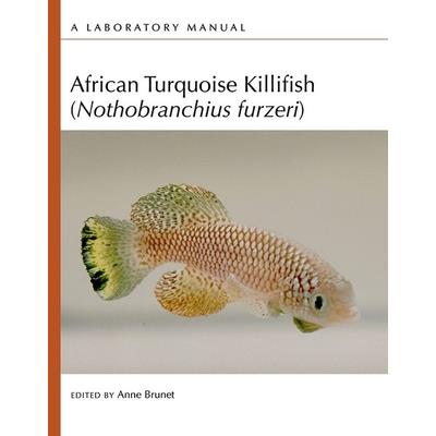 African Turquoise Killifish (Nothobranchius Furzeri)