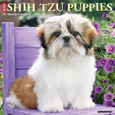 Just Shih Tzu Puppies 2024 12 X 12 Wall Calendar