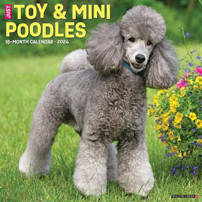 Just Toy & Miniature Poodles 2024 12 X 12 Wall Calendar | 拾書所