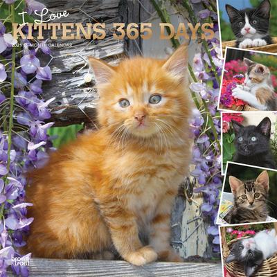 Kittens， I Love， 365 Days， 2021 Square Foil