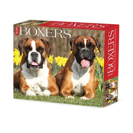 Boxers 2024 6.2 X 5.4 Box Calendar | 拾書所
