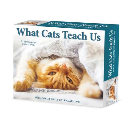 What Cats Teach Us 2024 6.2 X 5.4 Box Calendar