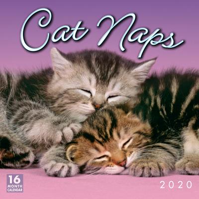 Cat Naps 2020 Calendar(Wall)