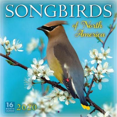 Songbirds of North America 202(Wall)