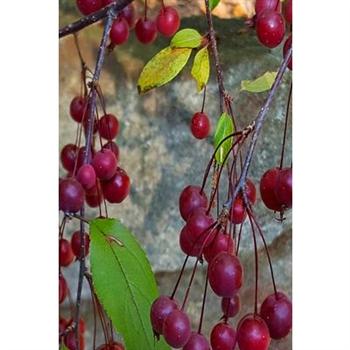 2020 Daily Planner Autumn Tree Plump Red Berries 388 Pages