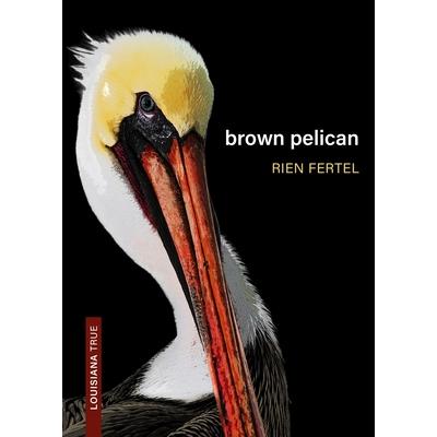 Brown Pelican