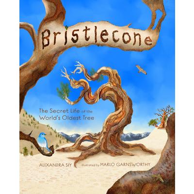 Bristlecone