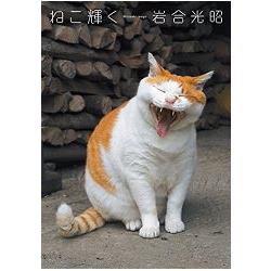 貓咪光芒－日本各地貓咪寫真集