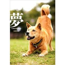 夢－YUMENOSUKE重生搜救犬夢之丞成長的軌跡 | 拾書所